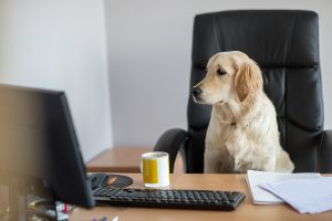 pets at work